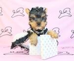 Small #52 Yorkshire Terrier