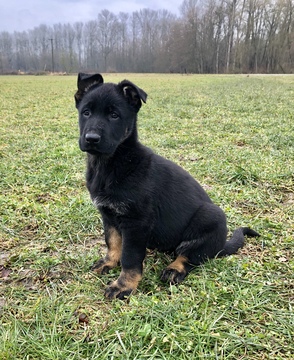 Medium Photo #1 German Shepherd Dog Puppy For Sale in STANWOOD, WA, USA