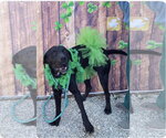 Small #2 Labrador Retriever Mix