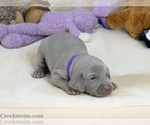 Puppy Beth AKC Weimaraner