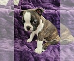 Puppy Artemi Boston Terrier