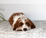 Small #3 Cavapoo