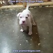 Small Photo #282 Dogo Argentino Puppy For Sale in JANE, MO, USA