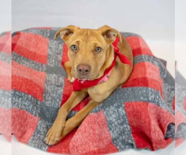 Medium Photo #3 Mutt Puppy For Sale in Kennesaw, GA, USA