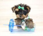 Small #12 Yorkshire Terrier