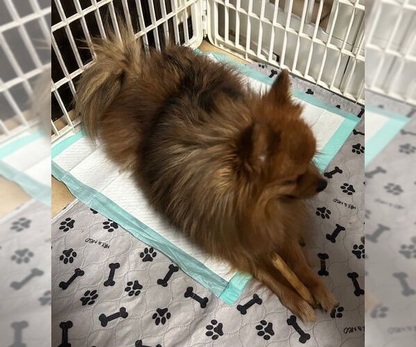 Medium Photo #3 Pomeranian Puppy For Sale in Stanhope, NJ, USA