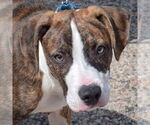 Small Boxer-Dutch Shepherd  Mix