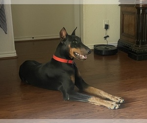 Doberman Pinscher Puppy for sale in KILLEEN, TX, USA