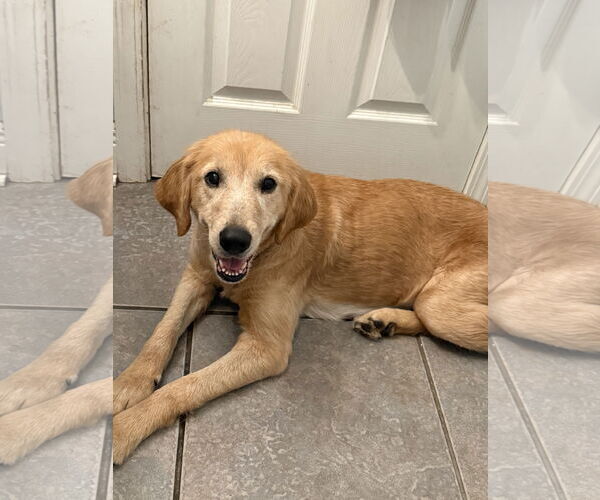 Medium Photo #1 Golden Retriever-Unknown Mix Puppy For Sale in Ponchatoula , LA, USA