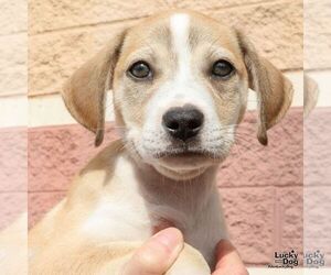 Labrador Retriever-Unknown Mix Dogs for adoption in Washington, DC, USA