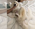 Small #4 Great Pyrenees