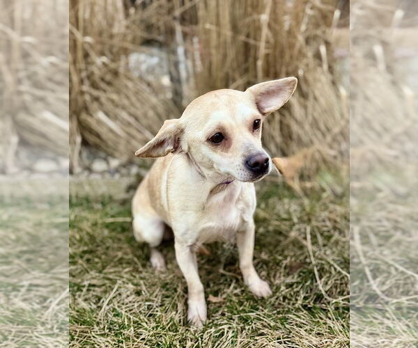 Medium Photo #4 Briard-Dachshund Mix Puppy For Sale in Omaha, NE, USA