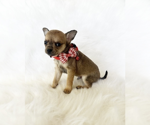 Medium Photo #4 Chihuahua Puppy For Sale in SACRAMENTO, CA, USA
