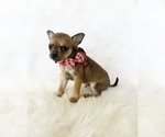 Small #3 Chihuahua
