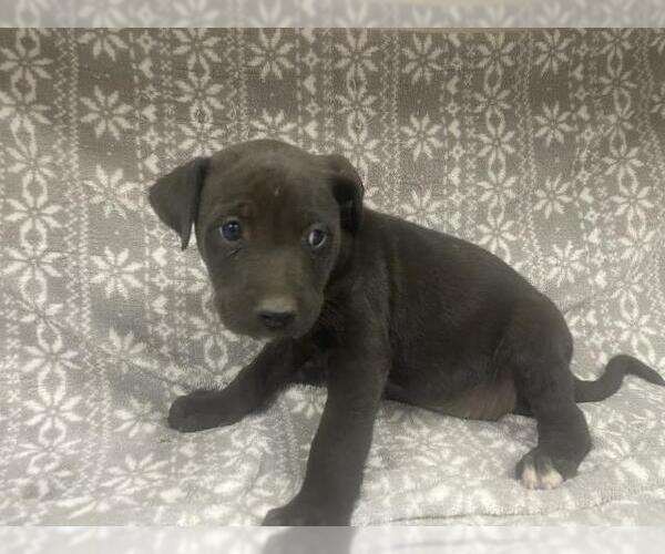 Medium Photo #1 Mutt Puppy For Sale in HESPERIA, CA, USA