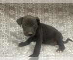 Small Mutt