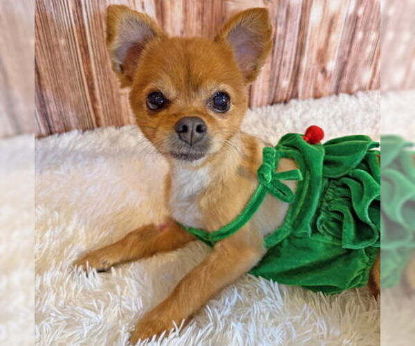 Medium Photo #10 Pomeranian-Unknown Mix Puppy For Sale in Arlington, VA, USA