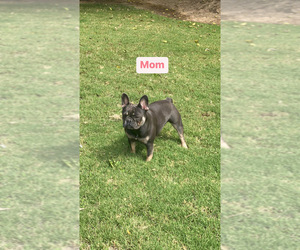 Mother of the French Bulldog puppies born on 12/03/2022