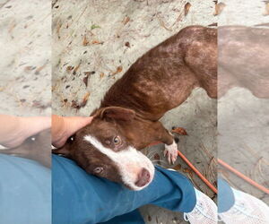 American Pit Bull Terrier-Labrador Retriever Mix Dogs for adoption in Oakhurst, NJ, USA