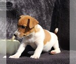 Small Photo #4 Jack Russell Terrier Puppy For Sale in LEBANON, PA, USA