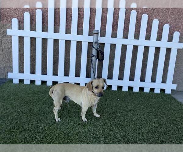 Medium Photo #1 Chihuahua-Unknown Mix Puppy For Sale in Modesto, CA, USA
