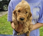 Puppy Winnie Goldendoodle