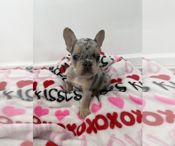 Medium Photo #1 French Bulldog Puppy For Sale in SUGAR HILL, GA, USA