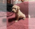 Small Photo #8 Labrador Retriever Puppy For Sale in HALIFAX, PA, USA