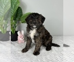 Small Photo #1 Bernedoodle (Miniature) Puppy For Sale in FRANKLIN, IN, USA
