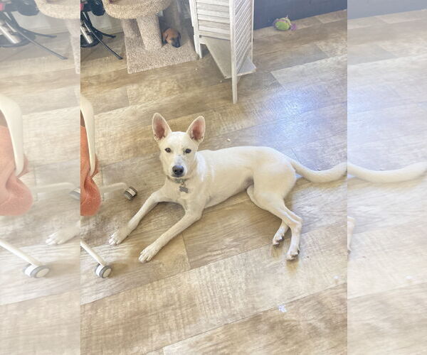 Medium Photo #6 Mutt Puppy For Sale in San Diego, CA, USA