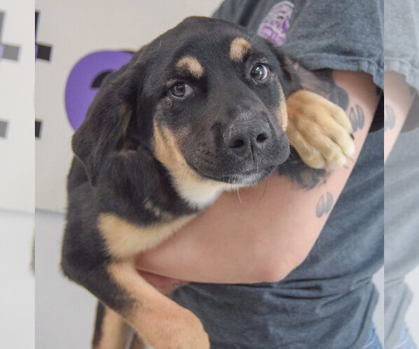 Medium Photo #3 Shepweiller Puppy For Sale in Huntley, IL, USA