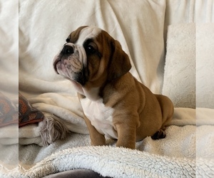 English Bulldog Puppy for sale in JOHNS ISLAND, SC, USA