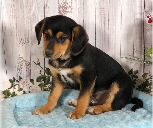 View Ad: Beagle-Norwegian Elkhound Mix Puppy for Sale near In Japan