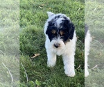 Small Photo #9 Aussie-Poo Puppy For Sale in MAZEPPA, MN, USA