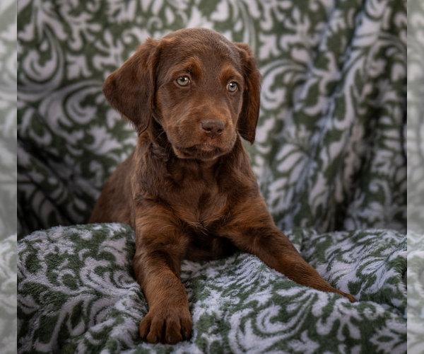 Medium Photo #7 Labradoodle Puppy For Sale in DEEPWATER, MO, USA