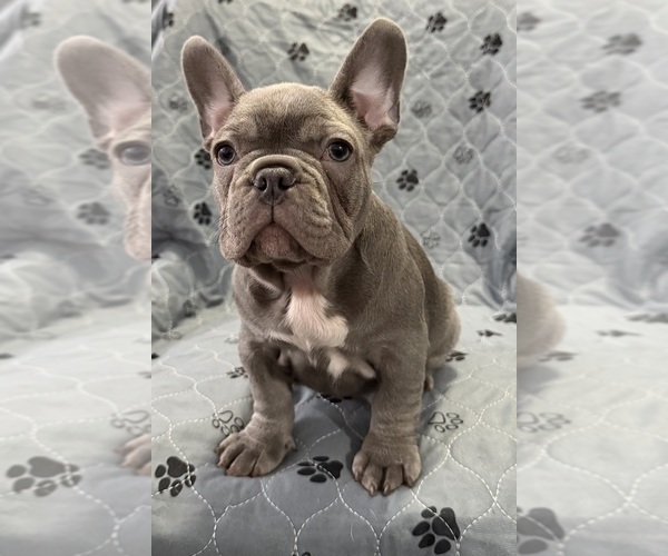 Medium Photo #34 French Bulldog Puppy For Sale in FOUNTAIN CITY, IN, USA