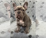 Small Photo #34 French Bulldog Puppy For Sale in FOUNTAIN CITY, IN, USA