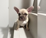 Small #1 French Bulldog