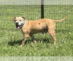 Small #4 American Pit Bull Terrier Mix