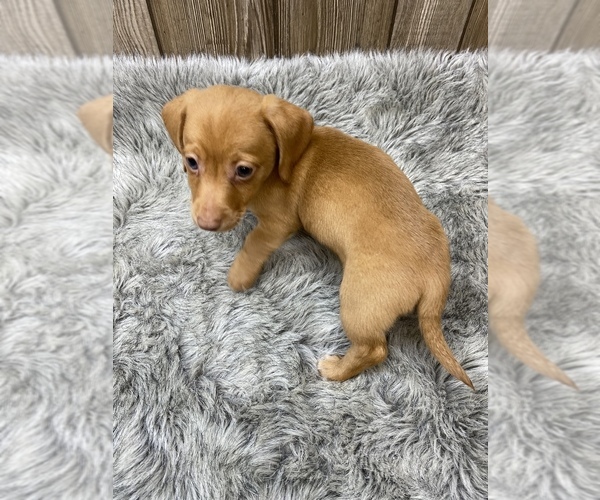 Medium Photo #2 Dachshund Puppy For Sale in MYRTLE, MO, USA