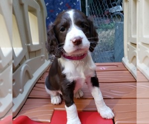 English Springer Spaniel Puppy for sale in AND, SC, USA