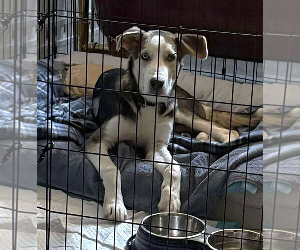 Medium Photo #24 Huskies -Unknown Mix Puppy For Sale in Boonton, NJ, USA