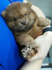 Chow Chow Puppy for sale in BEVERLY HILLS, CA, USA