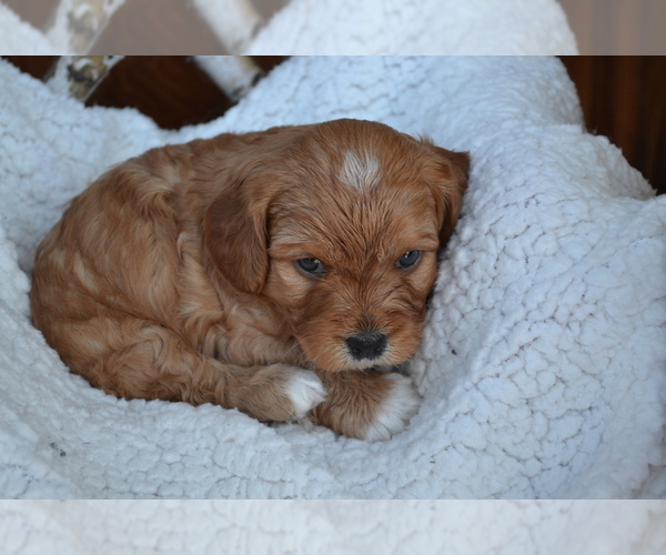Medium Photo #15 Cavapoo Puppy For Sale in GREENWOOD, WI, USA