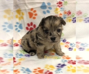 Pomeranian-Poodle (Toy) Mix Puppy for Sale in SILEX, Missouri USA
