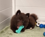 Small Photo #22 Pomsky Puppy For Sale in RAMONA, CA, USA