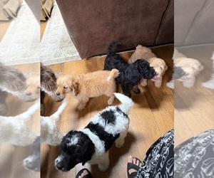Aussiedoodle Puppy for Sale in ASHEVILLE, North Carolina USA