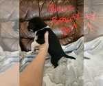 Small Photo #14 Chizer Puppy For Sale in MONTEZUMA, GA, USA