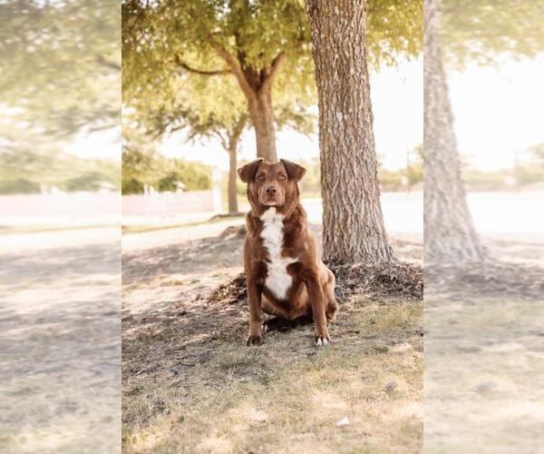 Medium Photo #7 Aussiedor Puppy For Sale in Rockwall, TX, USA