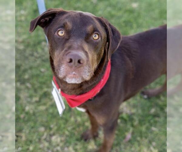 Medium Photo #12 Labrador Retriever-Unknown Mix Puppy For Sale in San Diego, CA, USA